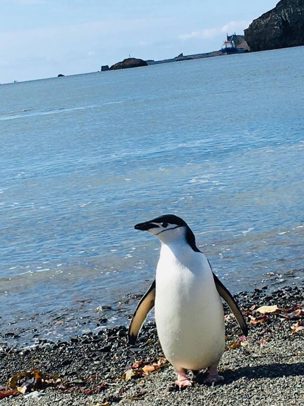 pingwin widziany na antarktydzie 